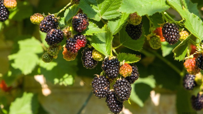 Best Berry Bushes to Plant in Spring: A Beginner s Guide