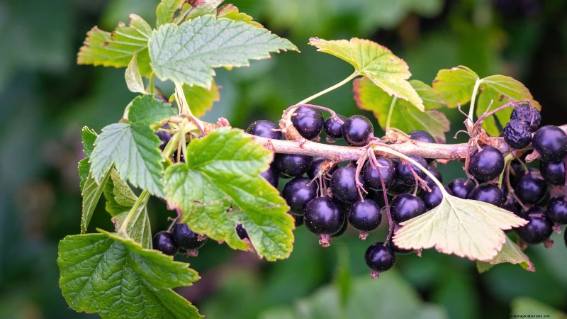 Best Berry Bushes to Plant in Spring: A Beginner s Guide