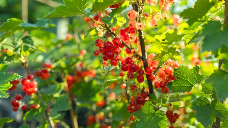 Best Berry Bushes to Plant in Spring: A Beginner s Guide