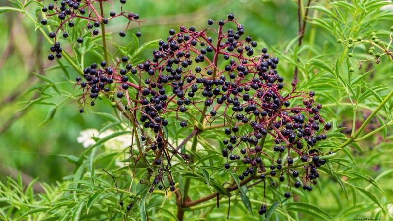 Best Berry Bushes to Plant in Spring: A Beginner s Guide