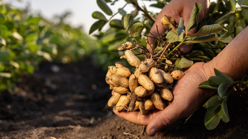 Grow Food at Home: A Beginner s Guide to Backyard Survival Gardening