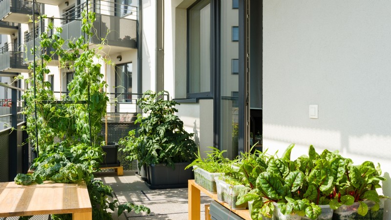 Grow Food at Home: A Beginner s Guide to Backyard Survival Gardening