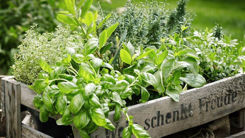 Grow Food at Home: A Beginner s Guide to Backyard Survival Gardening