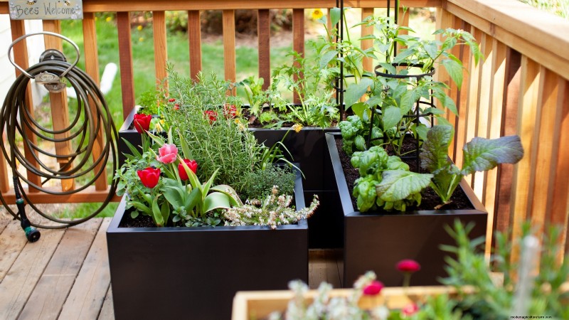Grow Food at Home: A Beginner s Guide to Backyard Survival Gardening