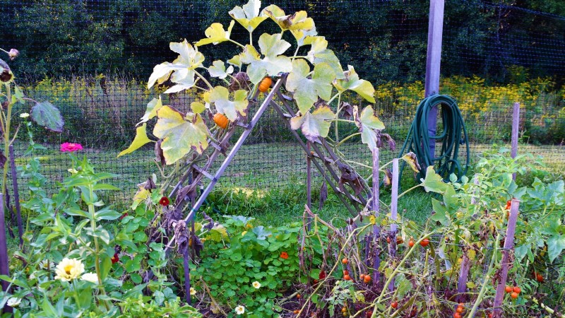 Grow Food at Home: A Beginner s Guide to Backyard Survival Gardening