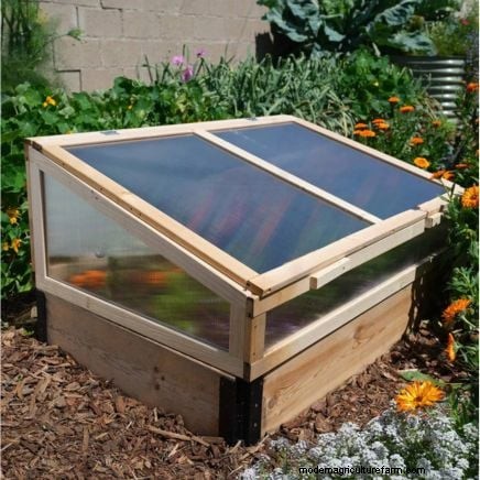 Growing Asparagus in Raised Beds: Benefits & Tips