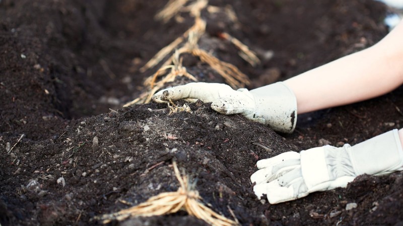Growing Asparagus in Raised Beds: Benefits & Tips