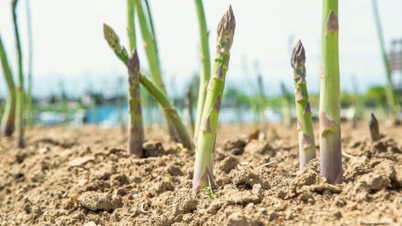 Growing Asparagus in Raised Beds: Benefits & Tips