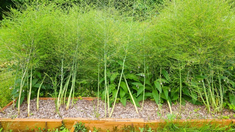 Growing Asparagus in Raised Beds: Benefits & Tips
