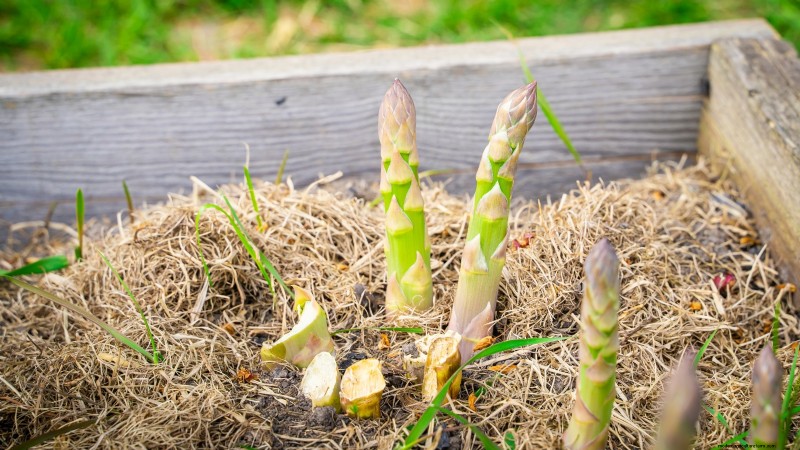 Growing Asparagus in Raised Beds: Benefits & Tips