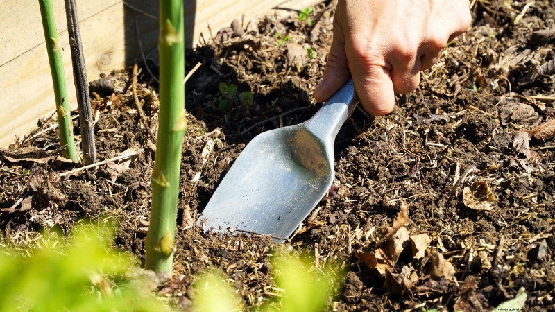 Growing Asparagus in Raised Beds: Benefits & Tips