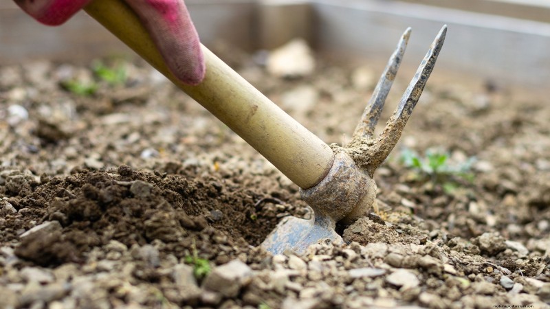 Growing Asparagus in Raised Beds: Benefits & Tips