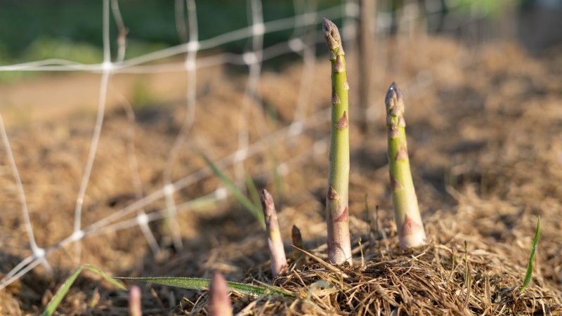 Growing Asparagus in Raised Beds: Benefits & Tips