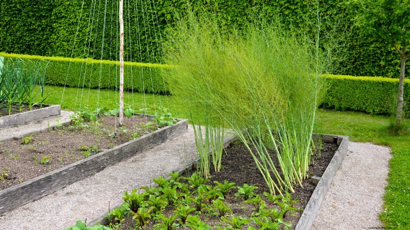 Growing Asparagus in Raised Beds: Benefits & Tips