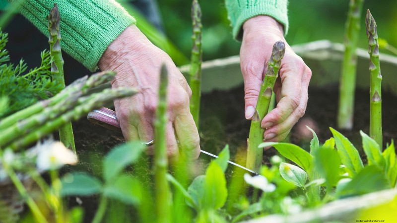 Growing Asparagus in Raised Beds: Benefits & Tips