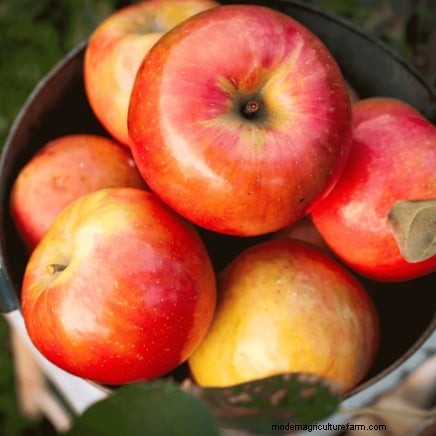 Winter Pruning Fruit Trees: A Comprehensive Guide