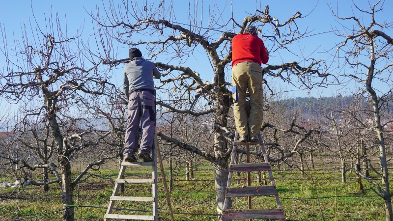 Winter Pruning Fruit Trees: A Comprehensive Guide