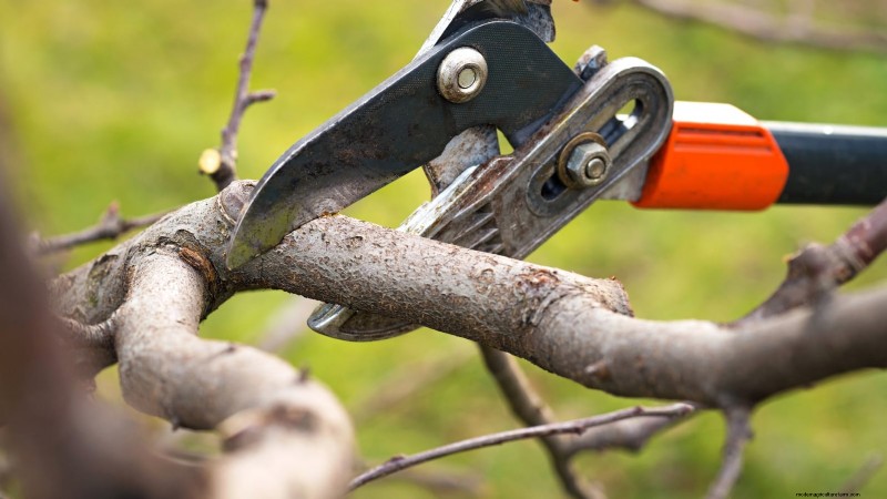 Winter Pruning Fruit Trees: A Comprehensive Guide