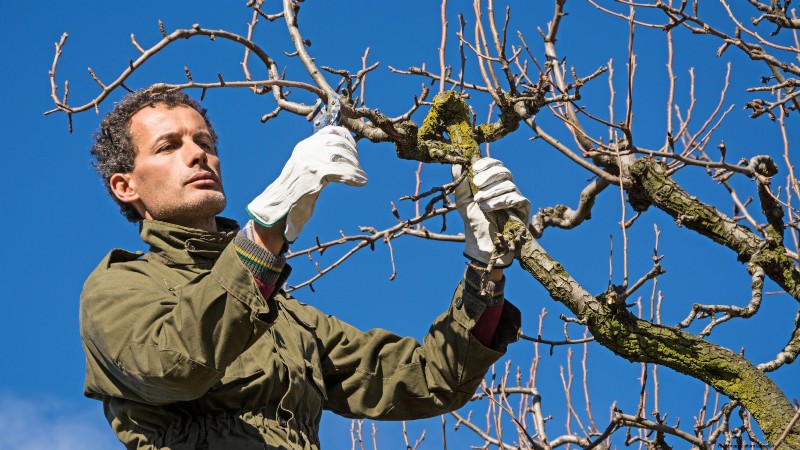 Winter Pruning Fruit Trees: A Comprehensive Guide