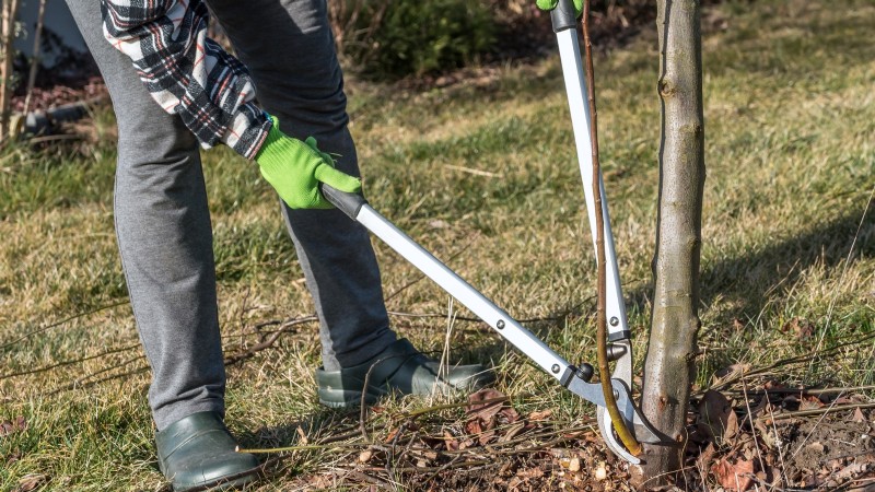 Winter Pruning Fruit Trees: A Comprehensive Guide
