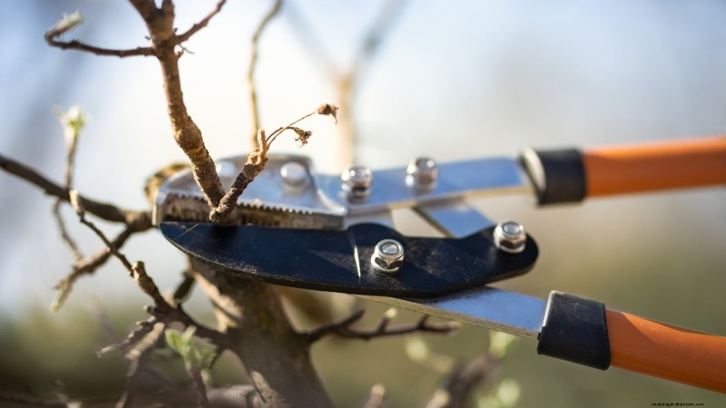 Winter Pruning Fruit Trees: A Comprehensive Guide