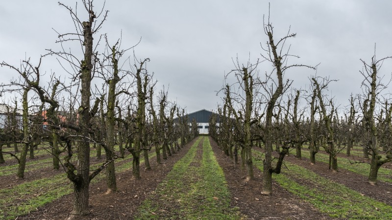 Winter Pruning Fruit Trees: A Comprehensive Guide