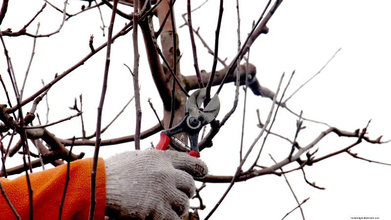 Winter Pruning Fruit Trees: A Comprehensive Guide