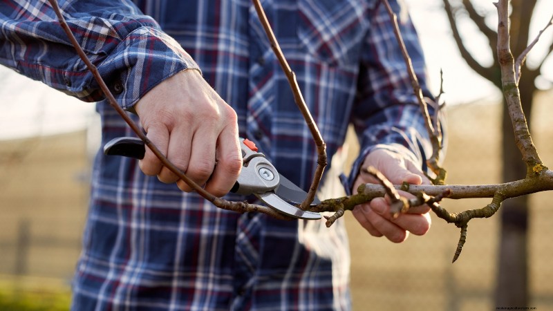 Winter Pruning Fruit Trees: A Comprehensive Guide