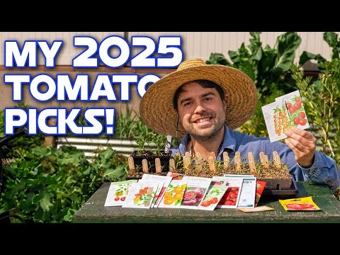 Year-Round Tomato Growing: A Simple Successive Planting Strategy