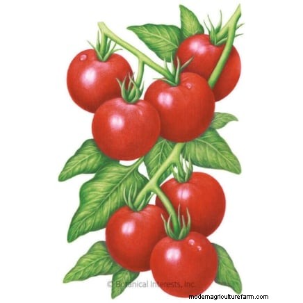 Year-Round Tomato Growing: A Simple Successive Planting Strategy