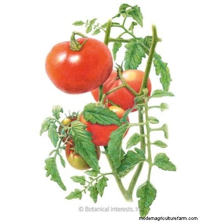 Year-Round Tomato Growing: A Simple Successive Planting Strategy