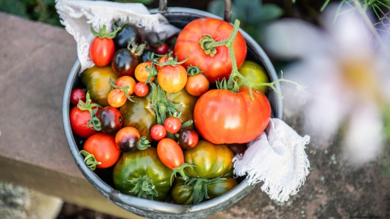 Year-Round Tomato Growing: A Simple Successive Planting Strategy