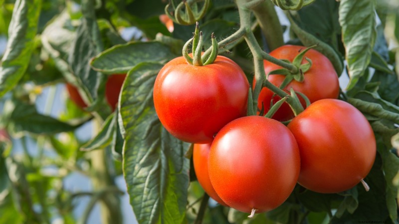 Year-Round Tomato Growing: A Simple Successive Planting Strategy