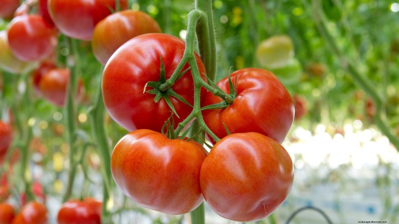 Year-Round Tomato Growing: A Simple Successive Planting Strategy