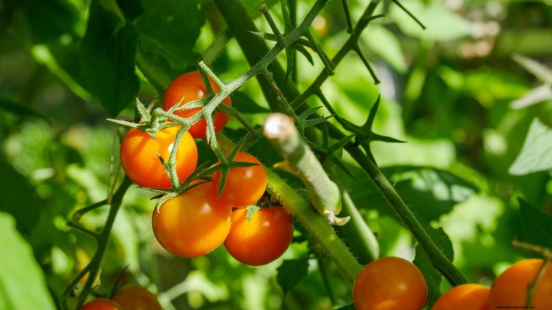 Year-Round Tomato Growing: A Simple Successive Planting Strategy