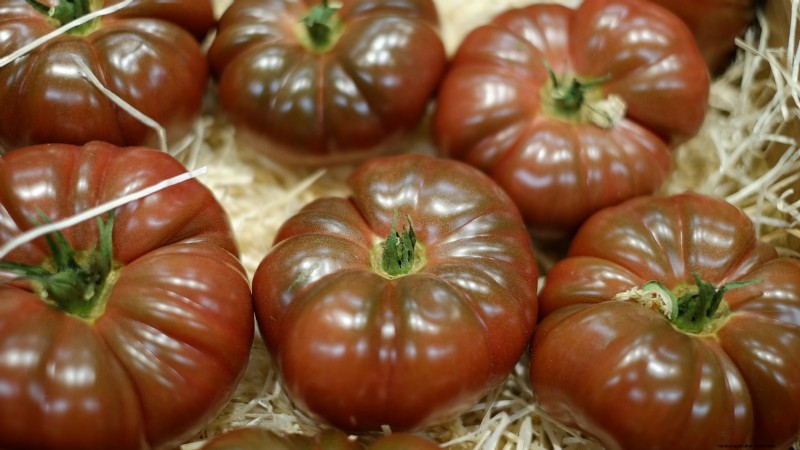 Year-Round Tomato Growing: A Simple Successive Planting Strategy
