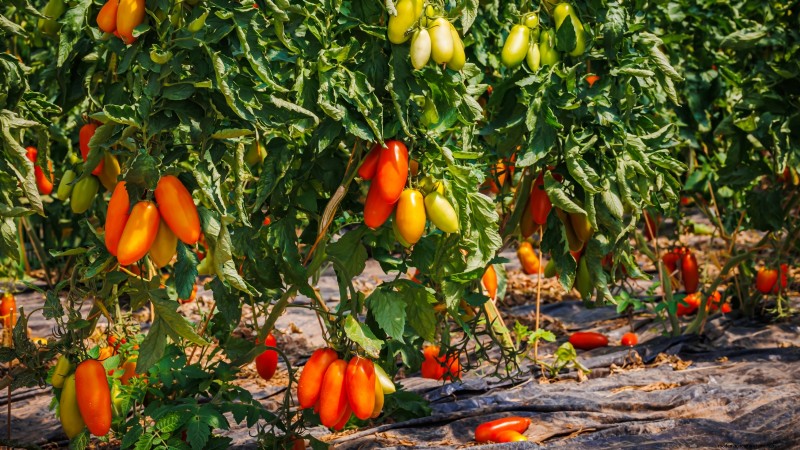 Year-Round Tomato Growing: A Simple Successive Planting Strategy