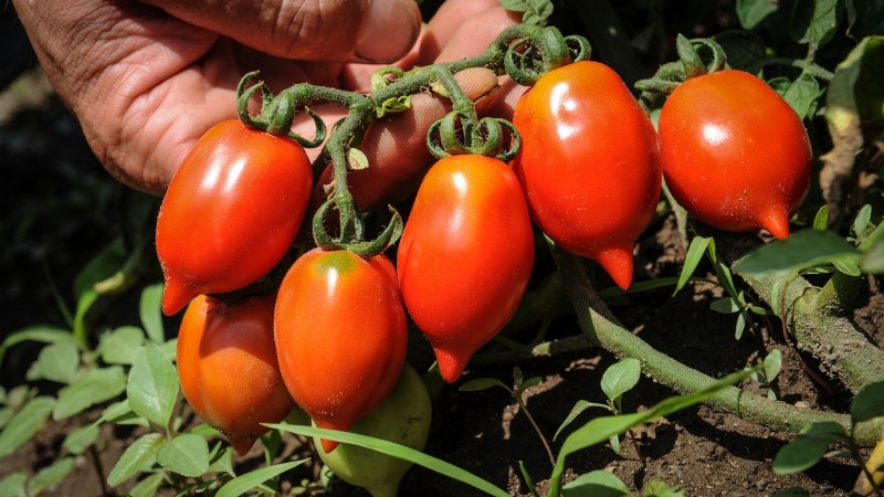 Year-Round Tomato Growing: A Simple Successive Planting Strategy