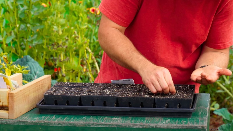 Year-Round Tomato Growing: A Simple Successive Planting Strategy