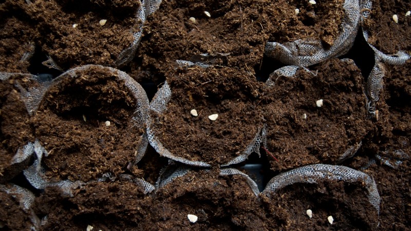 Year-Round Tomato Growing: A Simple Successive Planting Strategy