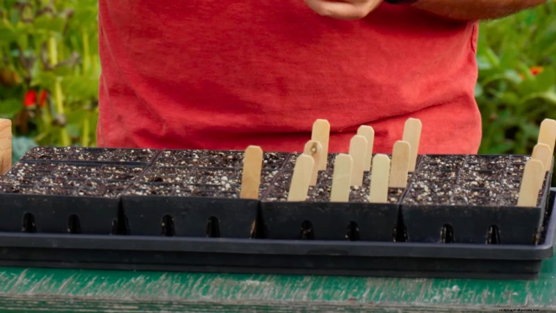 Year-Round Tomato Growing: A Simple Successive Planting Strategy