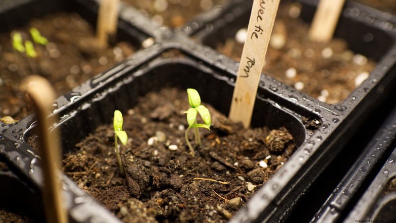 Year-Round Tomato Growing: A Simple Successive Planting Strategy
