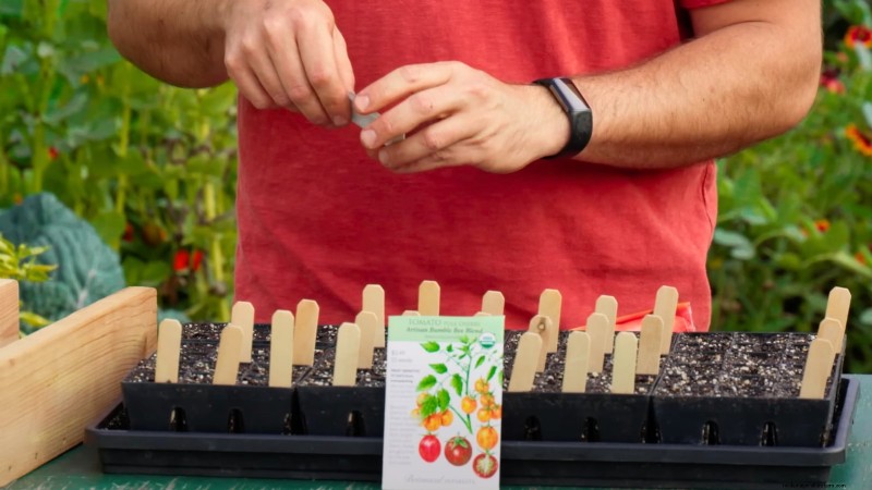 Year-Round Tomato Growing: A Simple Successive Planting Strategy