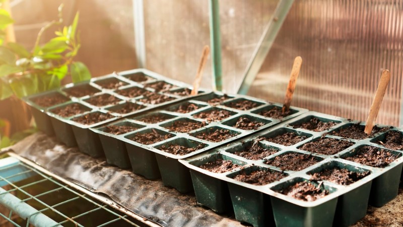 Year-Round Tomato Growing: A Simple Successive Planting Strategy
