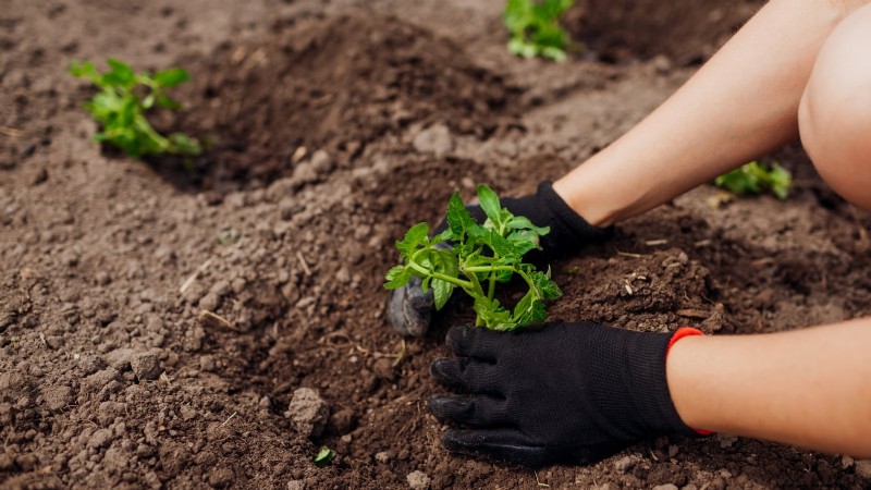 Year-Round Tomato Growing: A Simple Successive Planting Strategy