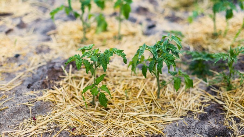 Year-Round Tomato Growing: A Simple Successive Planting Strategy