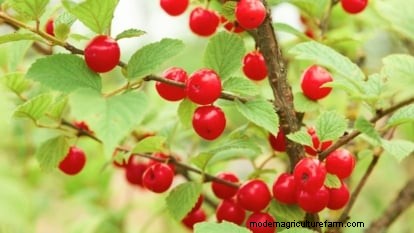 Nanking Cherry Care: Planting, Growing & Harvesting - A Complete Guide