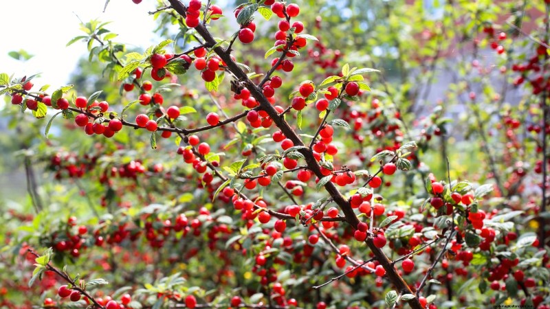 Nanking Cherry Care: Planting, Growing & Harvesting - A Complete Guide