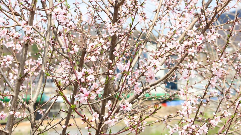 Nanking Cherry Care: Planting, Growing & Harvesting - A Complete Guide