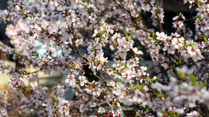 Nanking Cherry Care: Planting, Growing & Harvesting - A Complete Guide